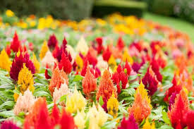 Image result for Celosia schweinfurthiana