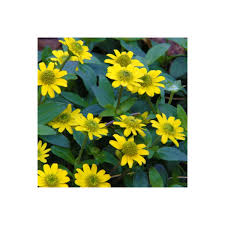 Image result for foto Vitálka