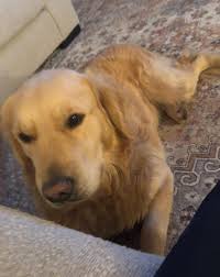 Bear sightings in Arnold, Missouri