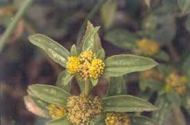 Image result for Flaveria trinervia