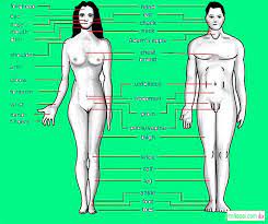 Top view and copy space. Internal Body Parts Of Woman Human Female Body With Internal Organs Stock Illustration Download Image Now Istock The Body Parts Can Be Divided Into Two Categories Hermilal Pixie