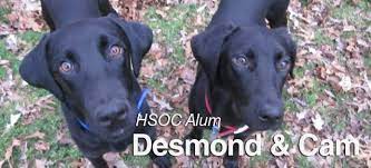 We speciaiize in puppies 12 weeks and younger especiaiiy the orphaned and abandoned infant puppies who need to be bottie fed; Concord Greater Cabarrus Humane Society