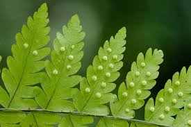 Image result for Arthropteris anniana