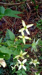 Image result for Clematis recta atropurpurea