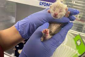 Maybe you would like to learn more about one of these? Pima Animal Care Center Of Tucson Az Offering 0 Adoptions For Adult Pets Signals Az