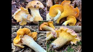 42 hq photos wann ist pfifferlingszeit / pfifferlinge saison wann ist erntezeit. Die Ersten Pifferlinge 2021 Ab Wann Kann Man Mit Den Ersten Pfifferlingen 2021 Rechnen Pilzwissen Youtube