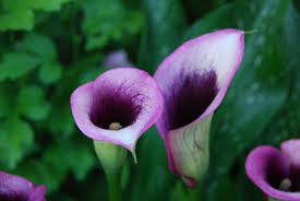 Light Purple Calla Lily Calla Lily Flowers Calla Lily Purple Calla Lilies