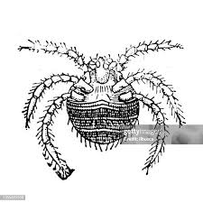 Image result for Trombicula autumnalis bites