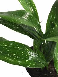 The surface of the long, rigid leaf plates is decorated with a large number of. Milky Way Cast Iron Plant Aspidistra Loves Dim Light 6 Pot Walmart Com Walmart Com