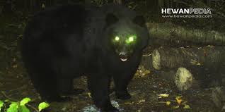 Maybe you would like to learn more about one of these? 18 Arti Mimpi Bertemu Beruang Menurut Primbon Jawa Hewanpedia