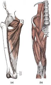 Hamstring muscles on the back of the thigh. Muscles Of The Lower Limb Boundless Anatomy And Physiology
