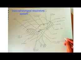 How To Draw Buccopharyngeal Respiratory System Of Frog Youtube