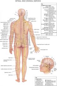 16 rational anatomical nerve chart