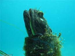 深海罕见恐怖物种 水熊畸形 外星解密 bizarre animals underwater creatures weird sea creatures