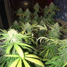 Northern Lights Aka Nl Marijuana Strain Information Leafly