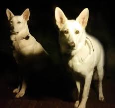 German shepherd dogs are fiercely loyal and protective guardians. White German Shepherd Puppies Home Facebook