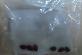 Check spelling or type a new query. Grow An Apple Tree From Seed In Singapore