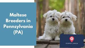 Have had all three parvovirus shots. 6 Maltese Breeders In Pennsylvania Pa Maltese Puppies For Sale Animalfate