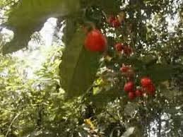 Image result for Carpolobia