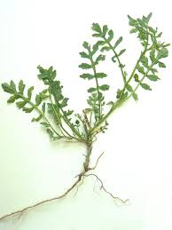 Image result for Rorippa nudiuscula