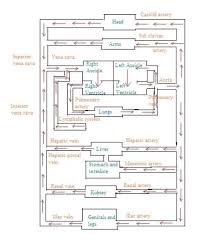 Draw The Flow Chart Of Blood Circulation In Human Body