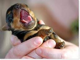 Puppies need their mother, if not a surrogate mother for at least 8 weeks, preferably, 12 weeks. 15 Tiny Cute Animals Baby Rottweiler Cute Animals Rottweiler Puppies