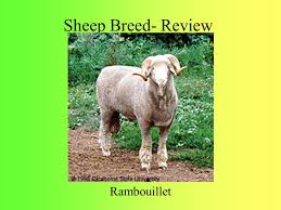 Over the course of up to a year. Sheep Agscience I Miss Whitford Overview Breeds Common Terms Parts Ppt Download