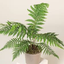 Image result for Dryopteris antarctica