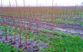 7 benefits of dwarf fruit trees. Multi Grafted Fruit Trees