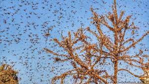 Situație nenorocită, pacoste, calamitate, nenorocire, flagel. India Enfrenta Su Peor Plaga De Langostas En Casi 30 Anos El Mundo Dw 27 05 2020