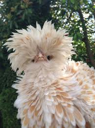 Lace Wing Buff Polish Hen Bantam Chickens Aka Bigbird Beautiful Chickens Fancy Chickens Chickens Backyard