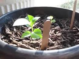 Three pieces of 'equipment 'though are always needed and these are: Baby Apple Trees Youtube