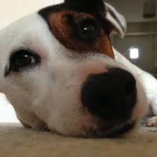 Black And Tan Jack Russell Puppies For Sale Scotland Dog Jack Russell Terrier Rex On Www Yummypets Com Jack Russell Jack Russell Terrier Jack Russell Dogs