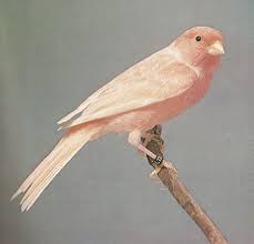 Pin On Little Yellow Birds