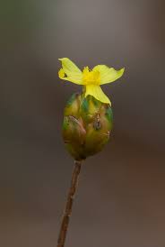 Image result for Xyris anceps