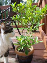We did not find results for: Caring For Potted Citrus Trees Gettin Fresh