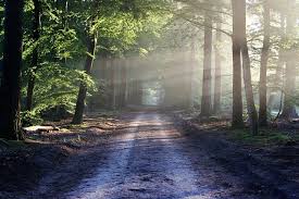 20 Reasons For Importance Of Trees For Kids In Our Life Earth Eclipse In forests, they're kings and queens, reigning supreme over all the other plants and animals in parks and gardens, and along city streets, trees bring beauty and a little bit of wild into our lives. importance of trees for kids