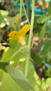 Image result for male flowers cucumber