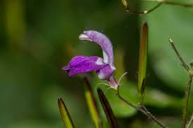 Image result for Brillantaisia cicatricosa