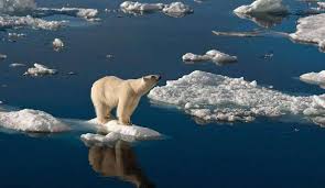 L'ours polaire est confronté à un autre problème : L Arctique N A Pas Ete Aussi Chaud Depuis 3 Millions D Annees