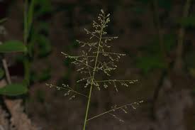 Image result for Isachne kiyalaensis