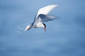 If you are interested in becoming part of our flock or would like to learn. Five Bird Species That Migrate Great Distances Birdwatching