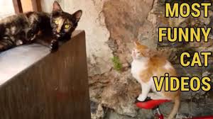 Most Funny Cat Videos Female Cat In Heat Attracting Male Cat