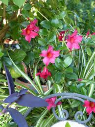 Au Jardin Malgre La Chaleur Ca Va Pas Mal Jo Tourtit