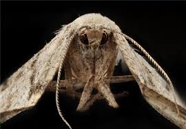 Küçük yerlere kadar yayılmış olabilir. Tahil Guvesi Kiler Guvesi Nasil Yok Edilir Teknikturk