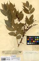 Image result for Millettia drastica