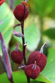 Swollen Canna Seed Pods Canna Flower Seed Pods Lily Seeds