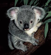 Don T Look Into His Eyes That S How They Get You Firstaidbeauty Smoothoperator Cute Koala Bear Koala Bear Koala