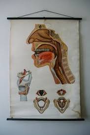 22 Best Vintage Anatomical Medical Wall Charts Images