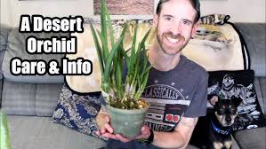 Image result for Ochna leptoclada